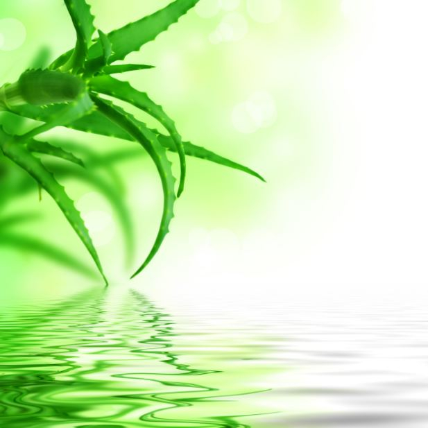 aloe pozadí