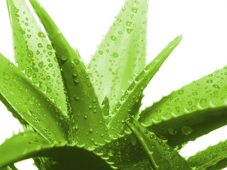 aloe vera